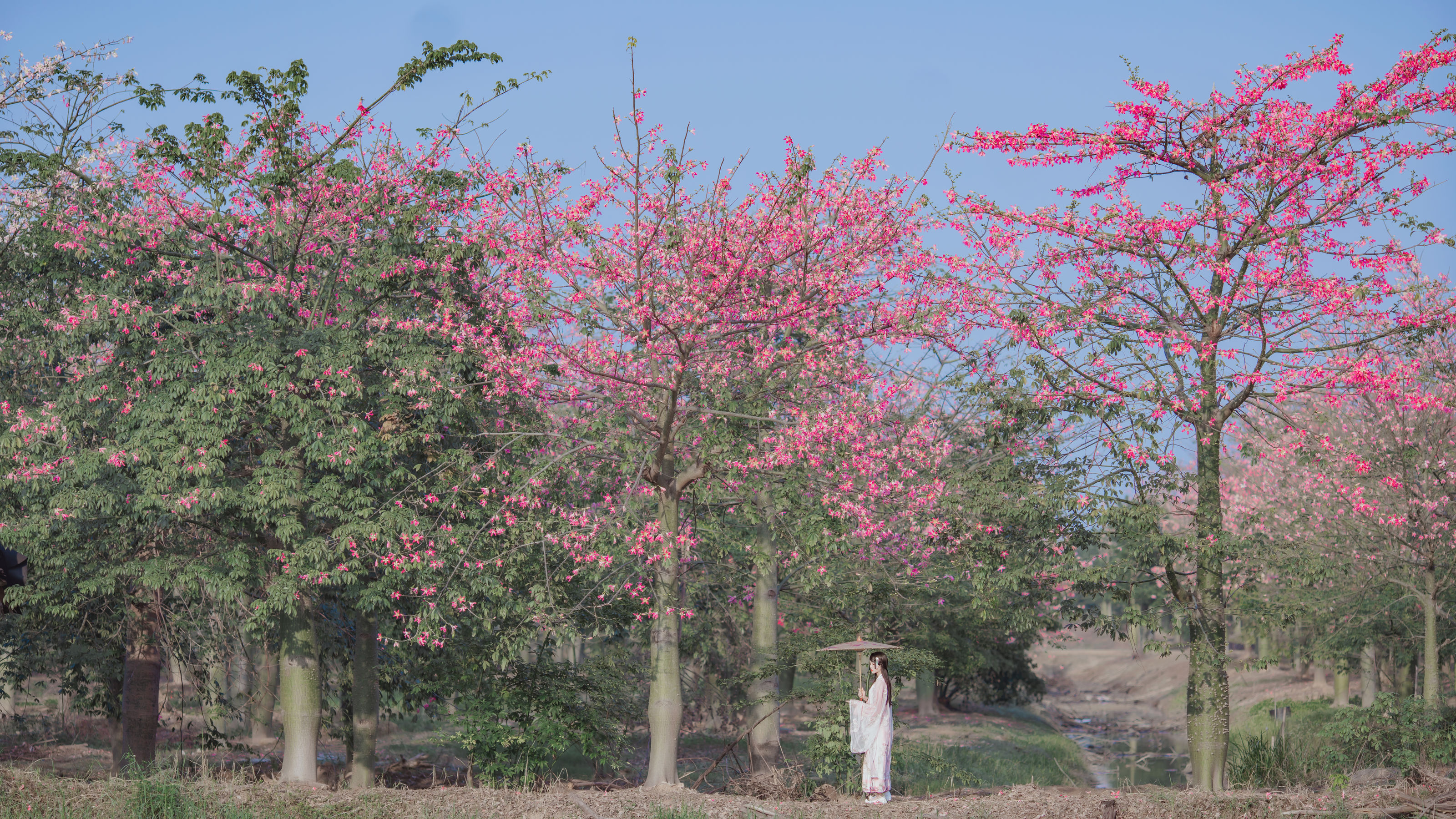 图片[1] - 桜桃喵 - 温柔之汉服桃花 [15P] - 机器猫次元 - 机器猫次元