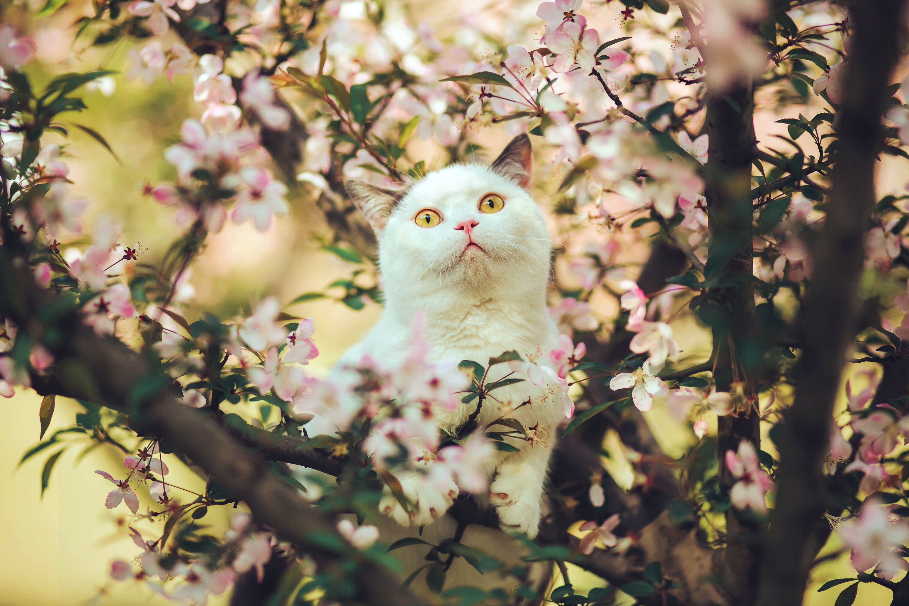 图片[6] - 邱风 - 《猫侍》[31P] - 机器猫次元 - 机器猫次元