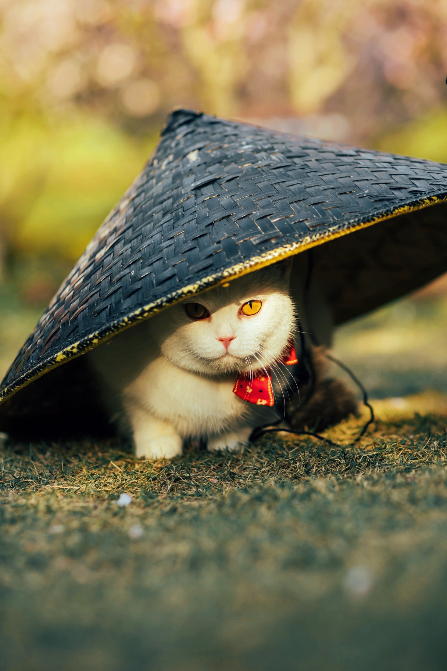 图片[5] - 邱风 - 《猫侍》[31P] - 机器猫次元 - 机器猫次元