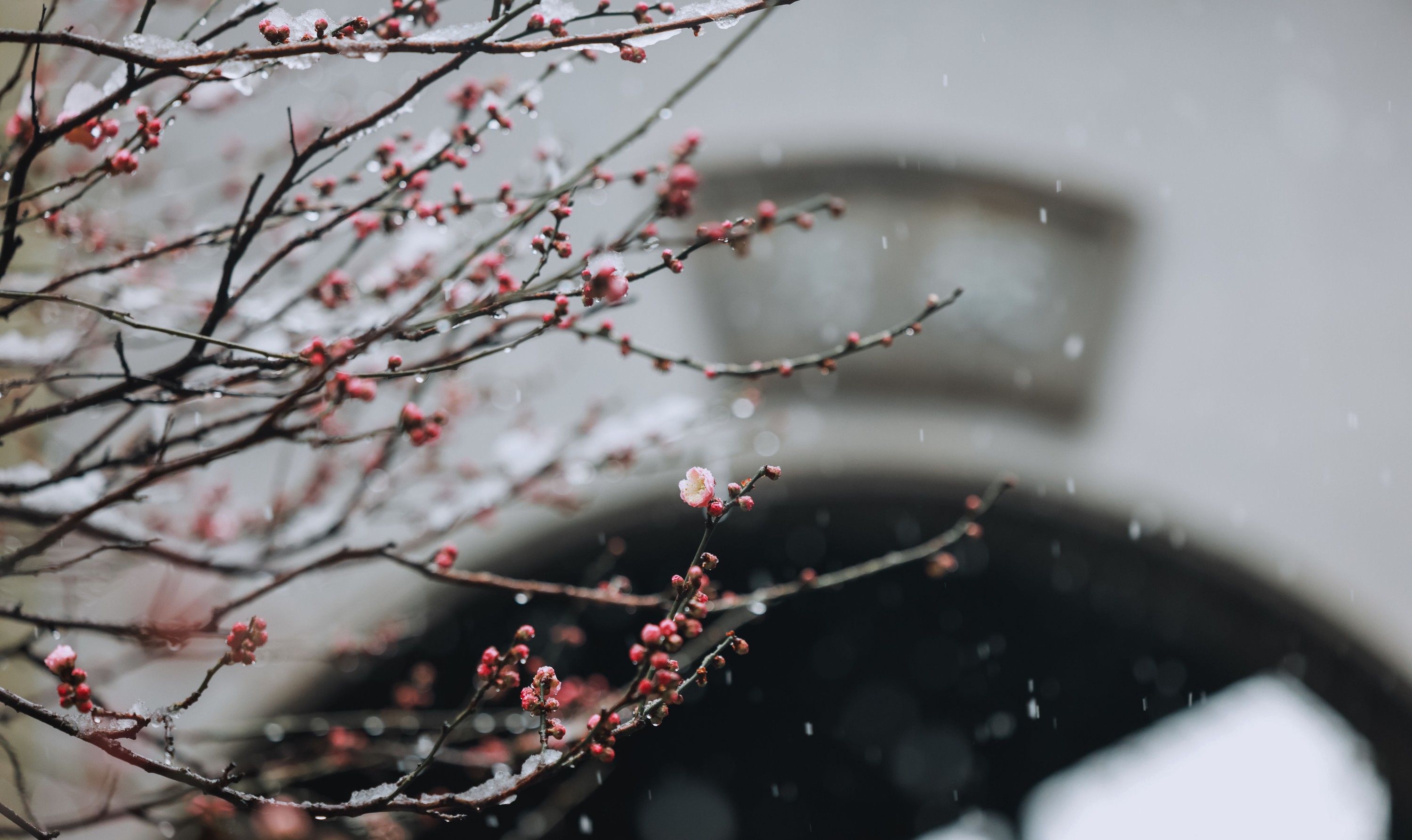 图片[8] - 鹿呦 - 《春雪》[24P] - 机器猫次元 - 机器猫次元