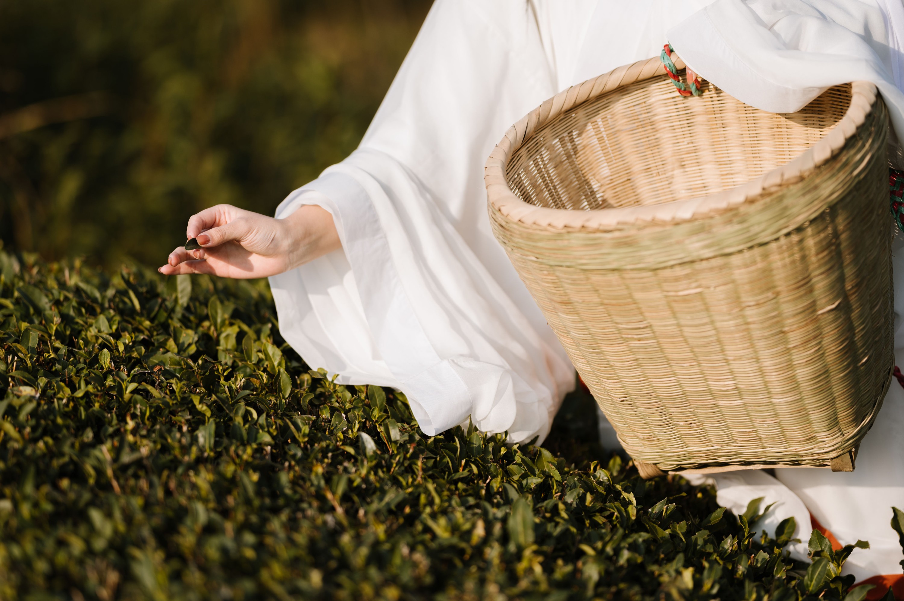图片[4] - 藏茗茗茗茗 - 《采茶》[31P] - 机器猫次元 - 机器猫次元