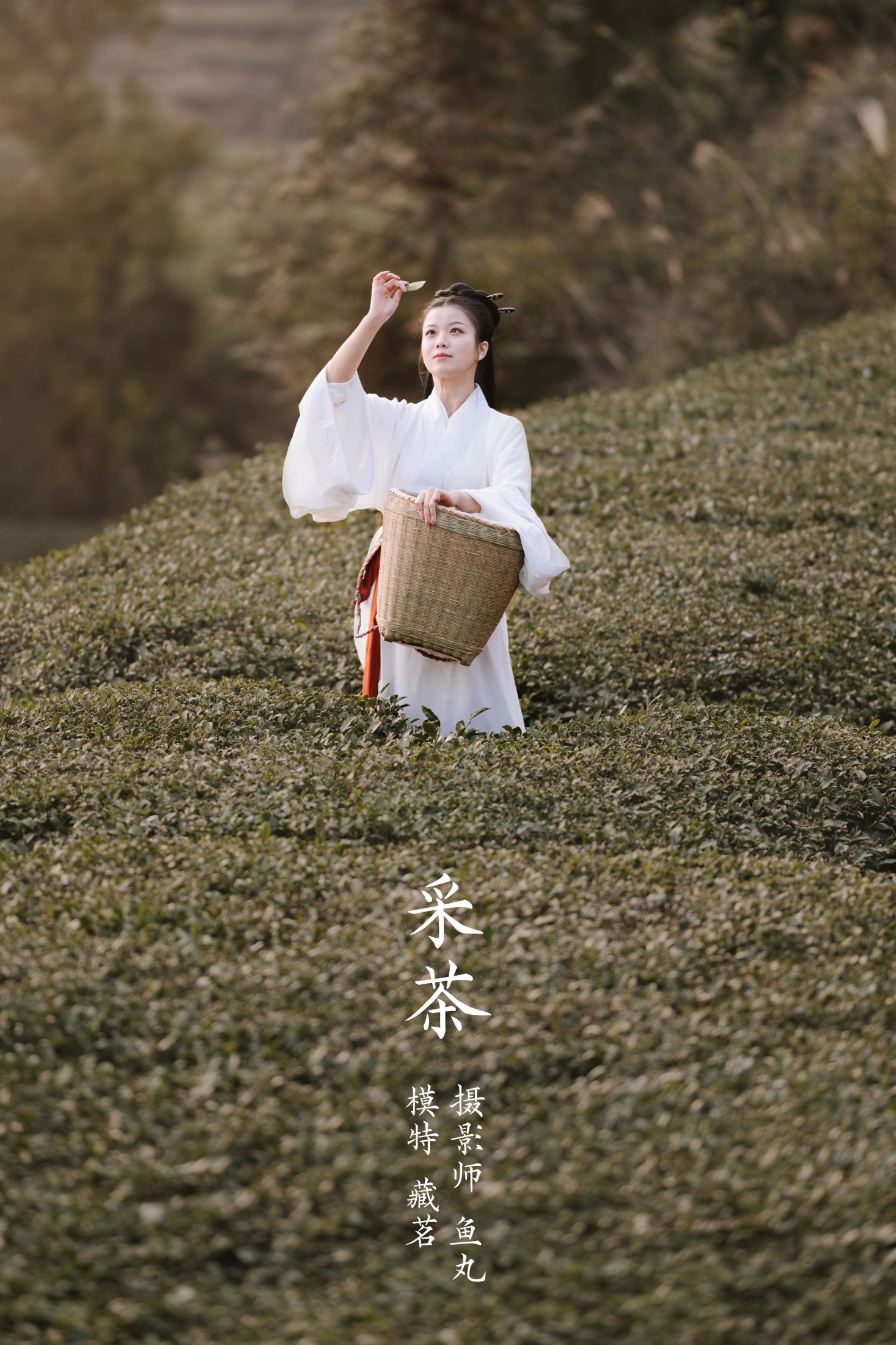 图片[1] - 藏茗茗茗茗 - 《采茶》[31P] - 机器猫次元 - 机器猫次元