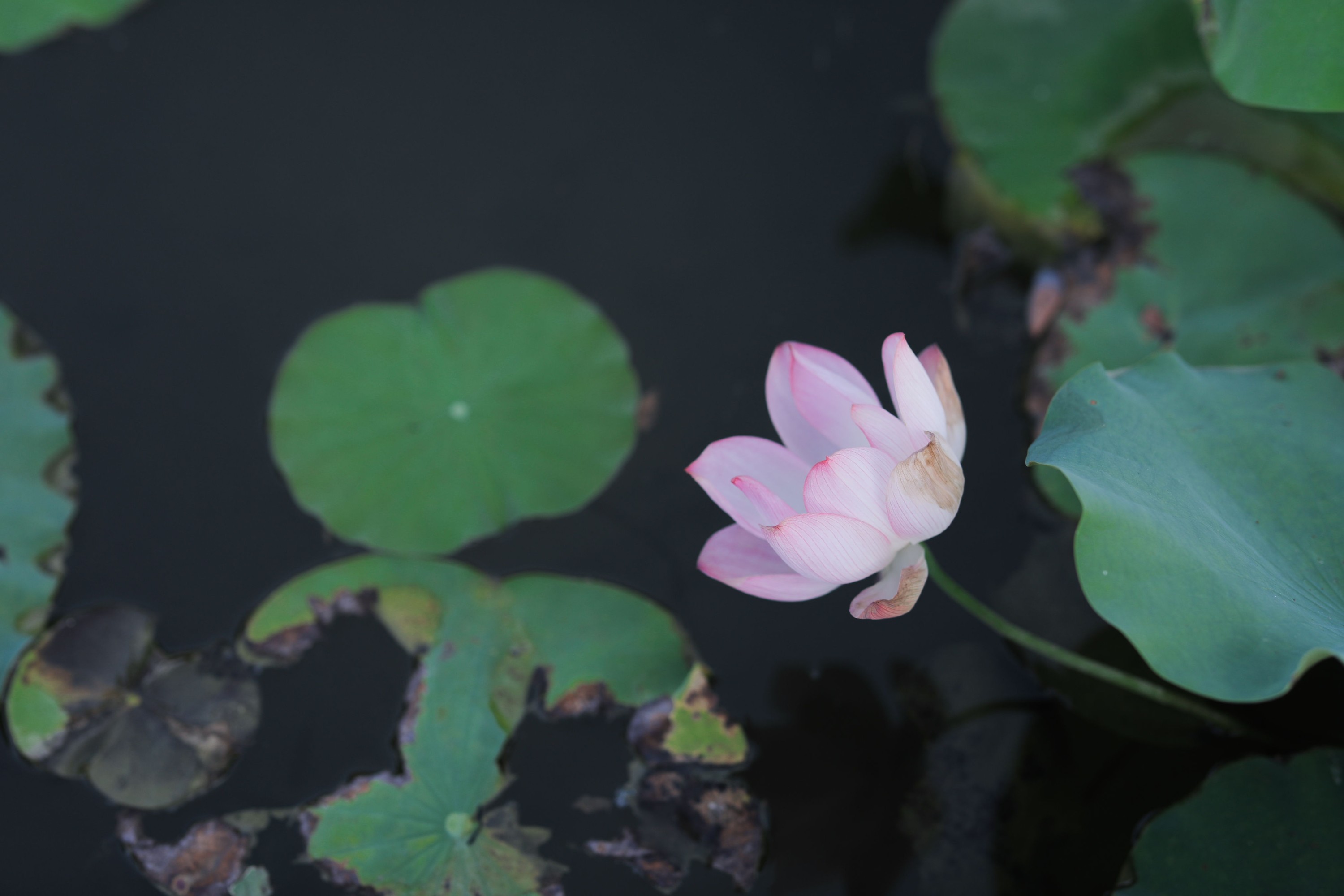 图片[7] - ella - 《芙蓉》[23P] - 机器猫次元 - 机器猫次元