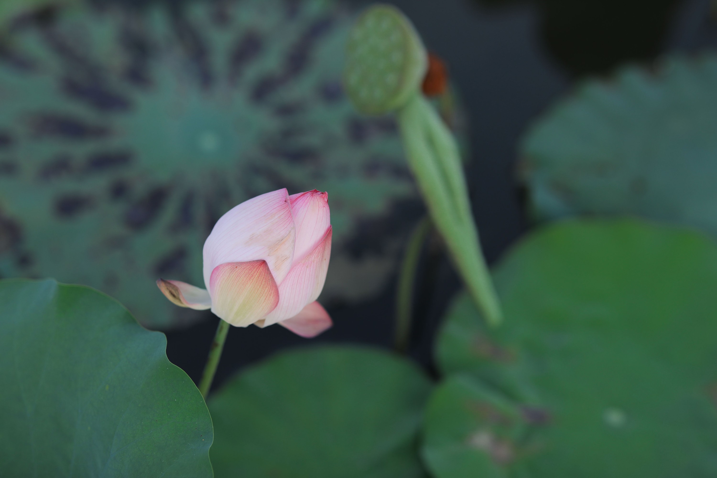 图片[8] - ella - 《芙蓉》[23P] - 机器猫次元 - 机器猫次元
