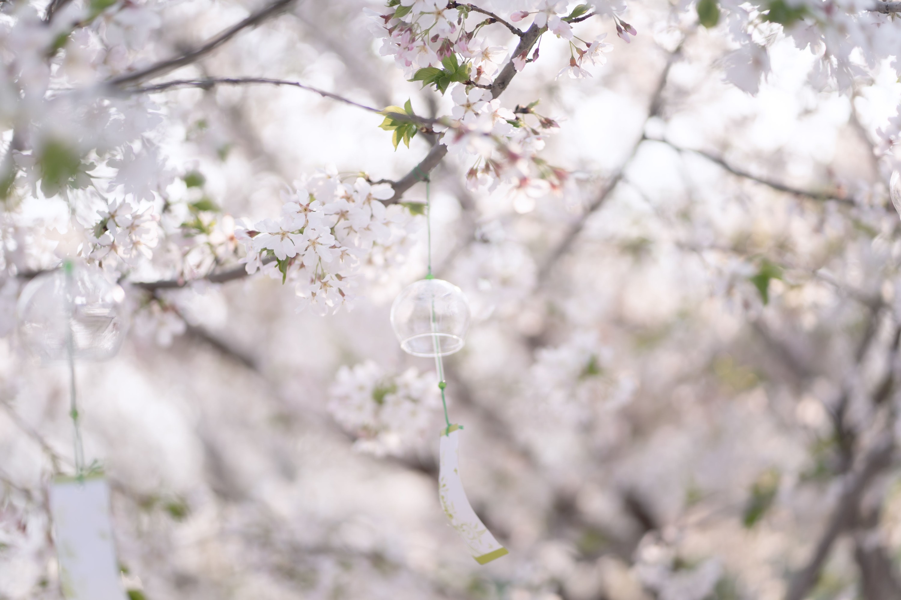 图片[6] - 绮罗生的小苏苏 - 《玲珑》[28P] - 机器猫次元 - 机器猫次元