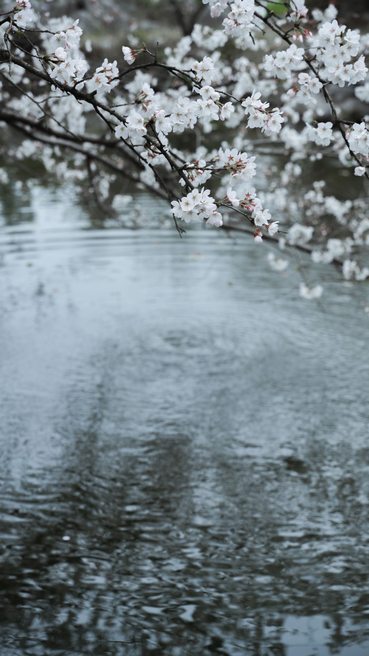 图片[6] - 湫一只岁岁 - 《樱花》[27P] - 机器猫次元 - 机器猫次元