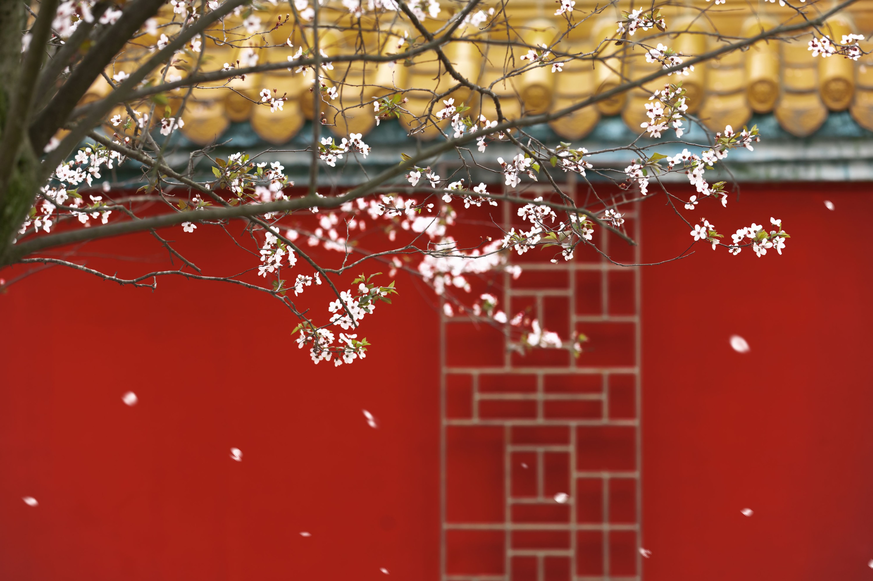 图片[6] - 初茶 - 《春风慢》[49P] - 机器猫次元 - 机器猫次元