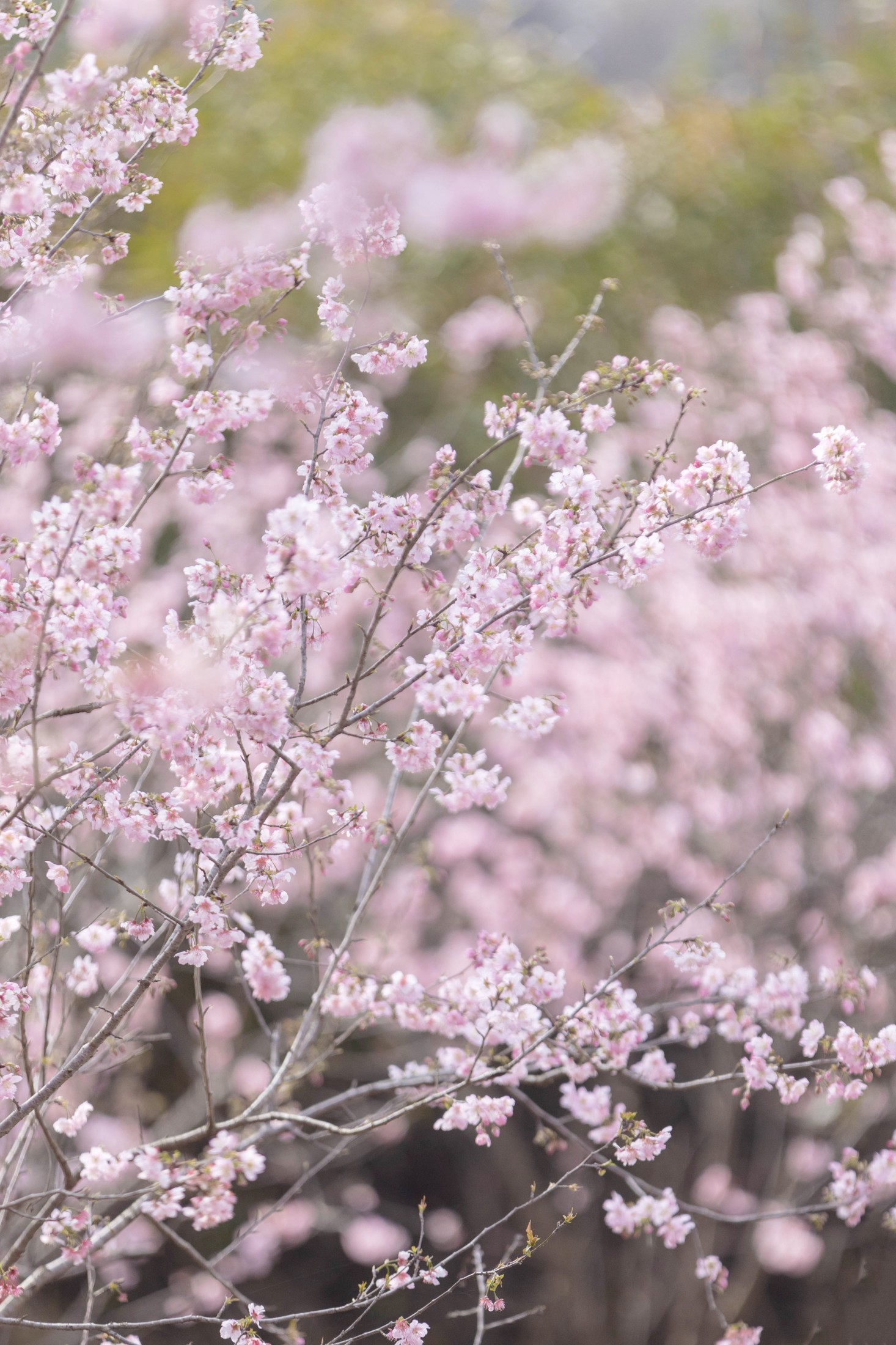图片[7] - 二月雪雪 - 《春樱》[22P] - 机器猫次元 - 机器猫次元