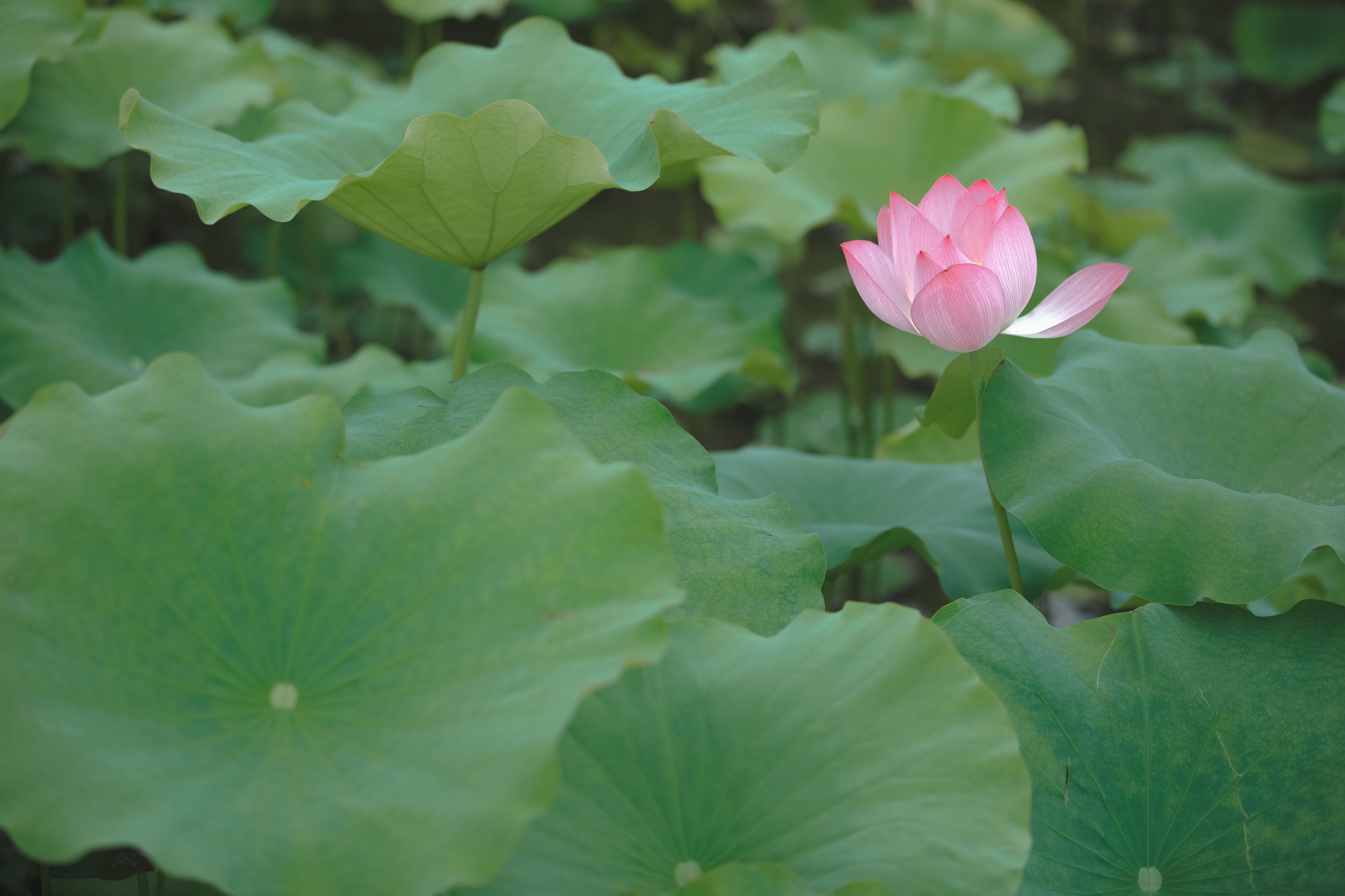 图片[8] - 恬恬圈圈 - 《菡萏香》[46P] - 机器猫次元 - 机器猫次元
