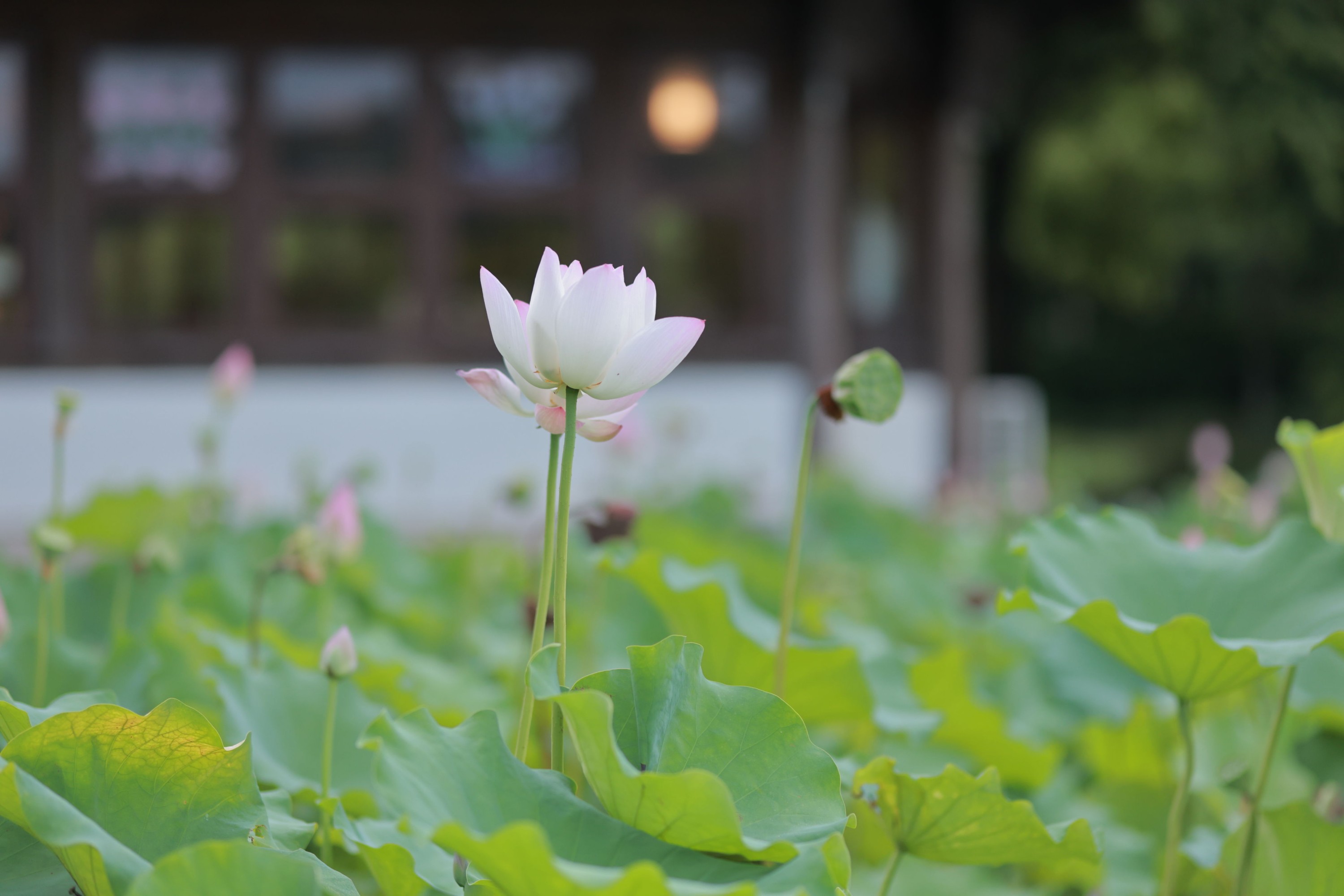 图片[8] - 伊伊 - 《误入藕花深处》[20P] - 机器猫次元 - 机器猫次元