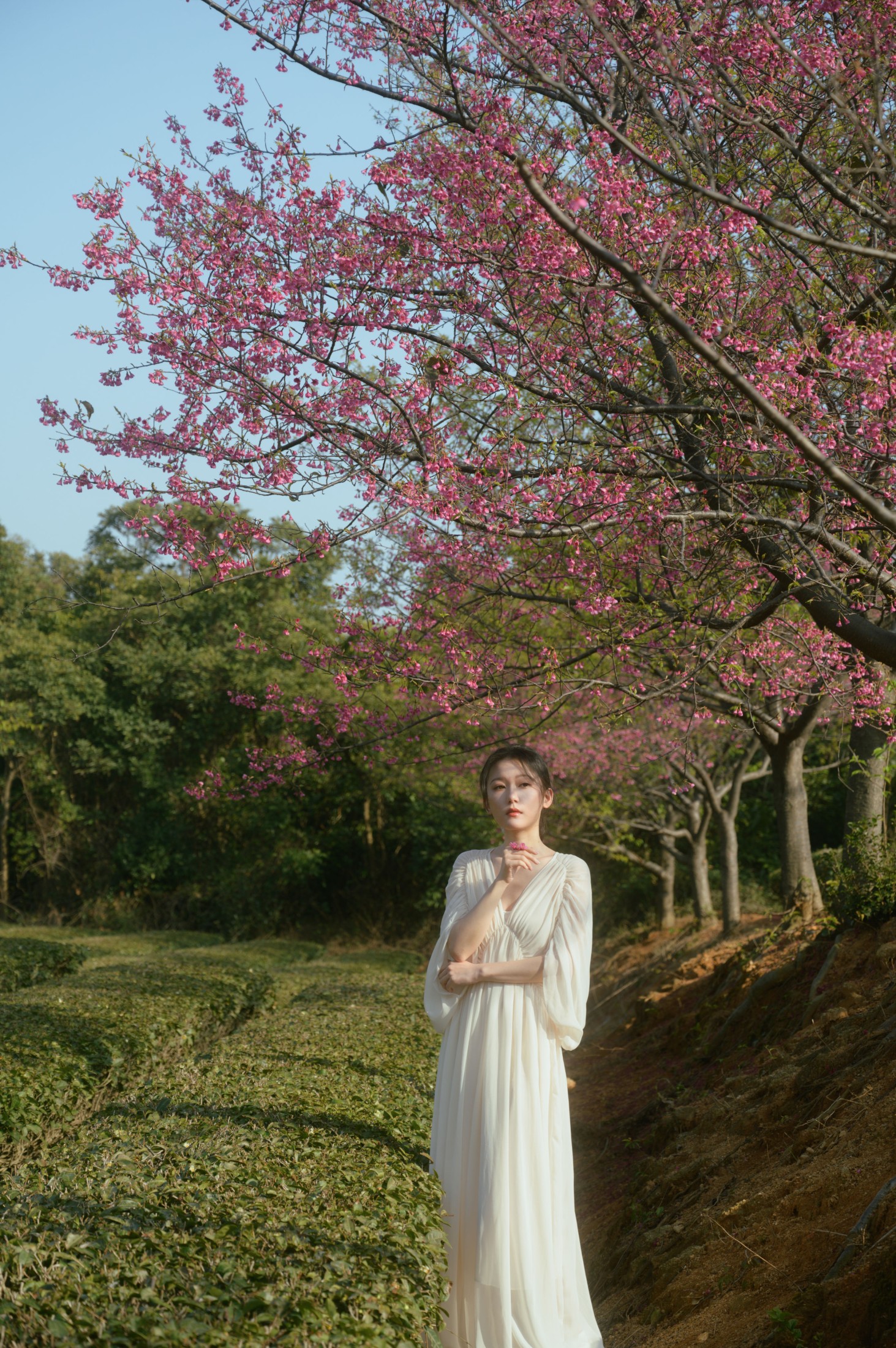 图片[3] - 小月 - 《茶与樱》[27P] - 机器猫次元 - 机器猫次元