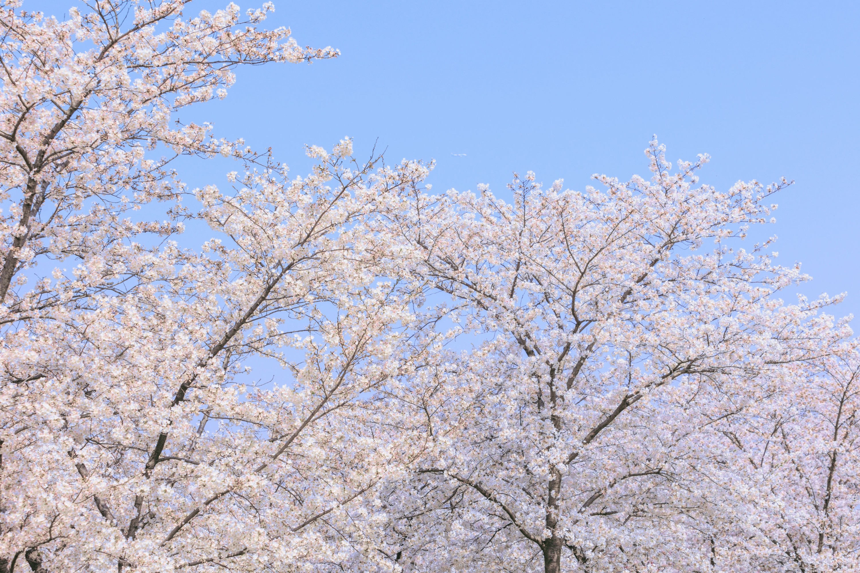 图片[8] - - 《辰山植物园樱花》[27P] - 机器猫次元 - 机器猫次元