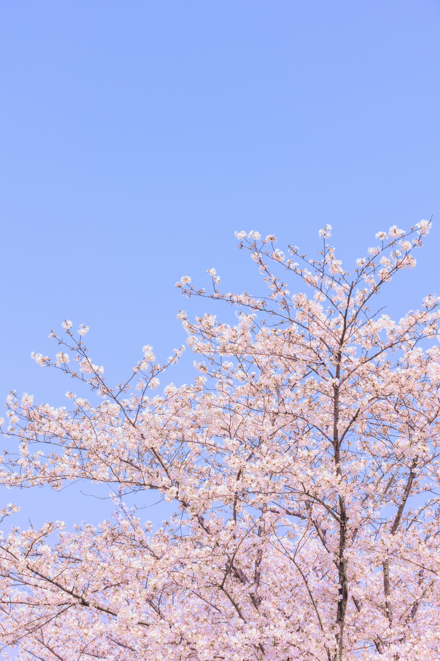 图片[4] - - 《辰山植物园樱花》[27P] - 机器猫次元 - 机器猫次元
