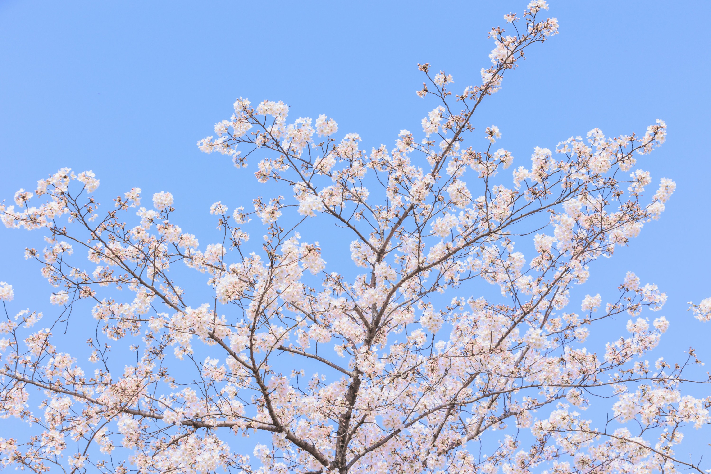 图片[3] - - 《辰山植物园樱花》[27P] - 机器猫次元 - 机器猫次元