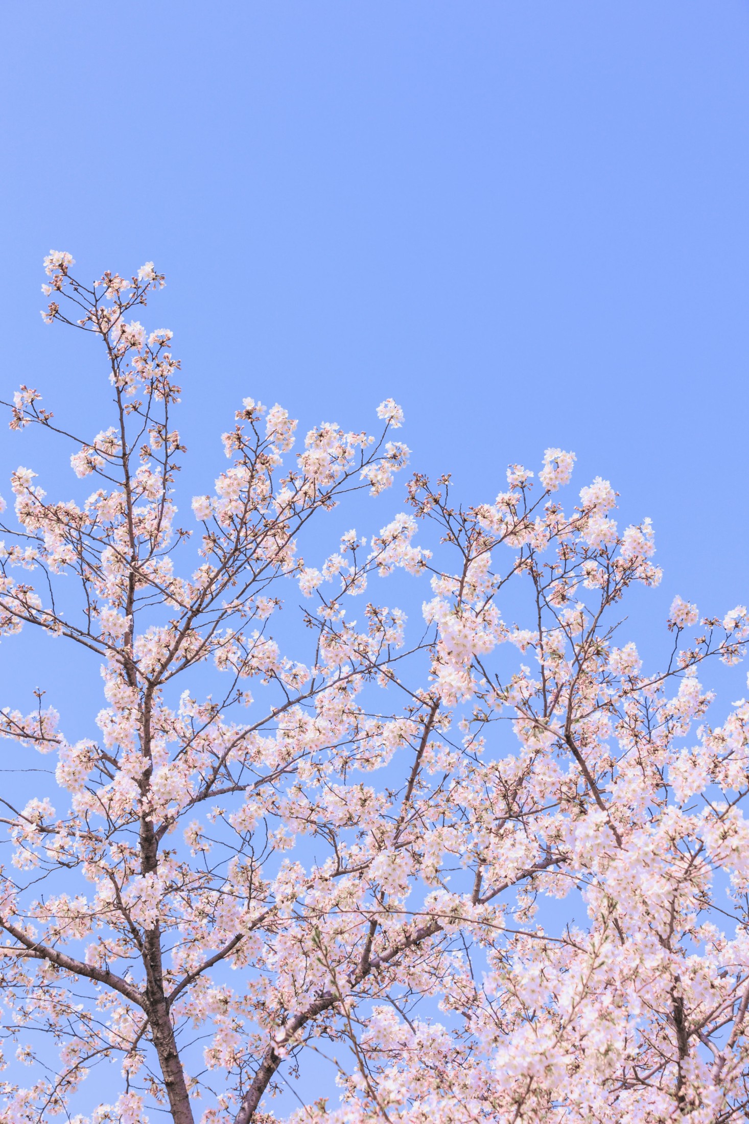 图片[1] - - 《辰山植物园樱花》[27P] - 机器猫次元 - 机器猫次元