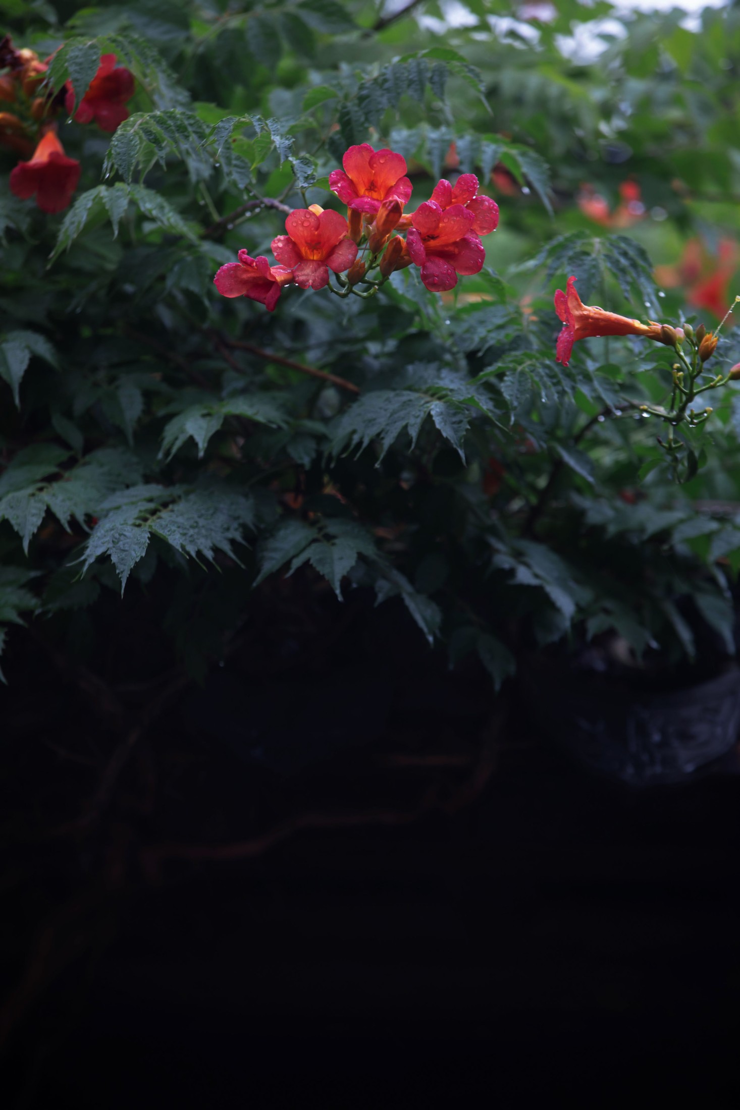 图片[6] - - 《老门东雨中的凌霄花》[19P] - 机器猫次元 - 机器猫次元
