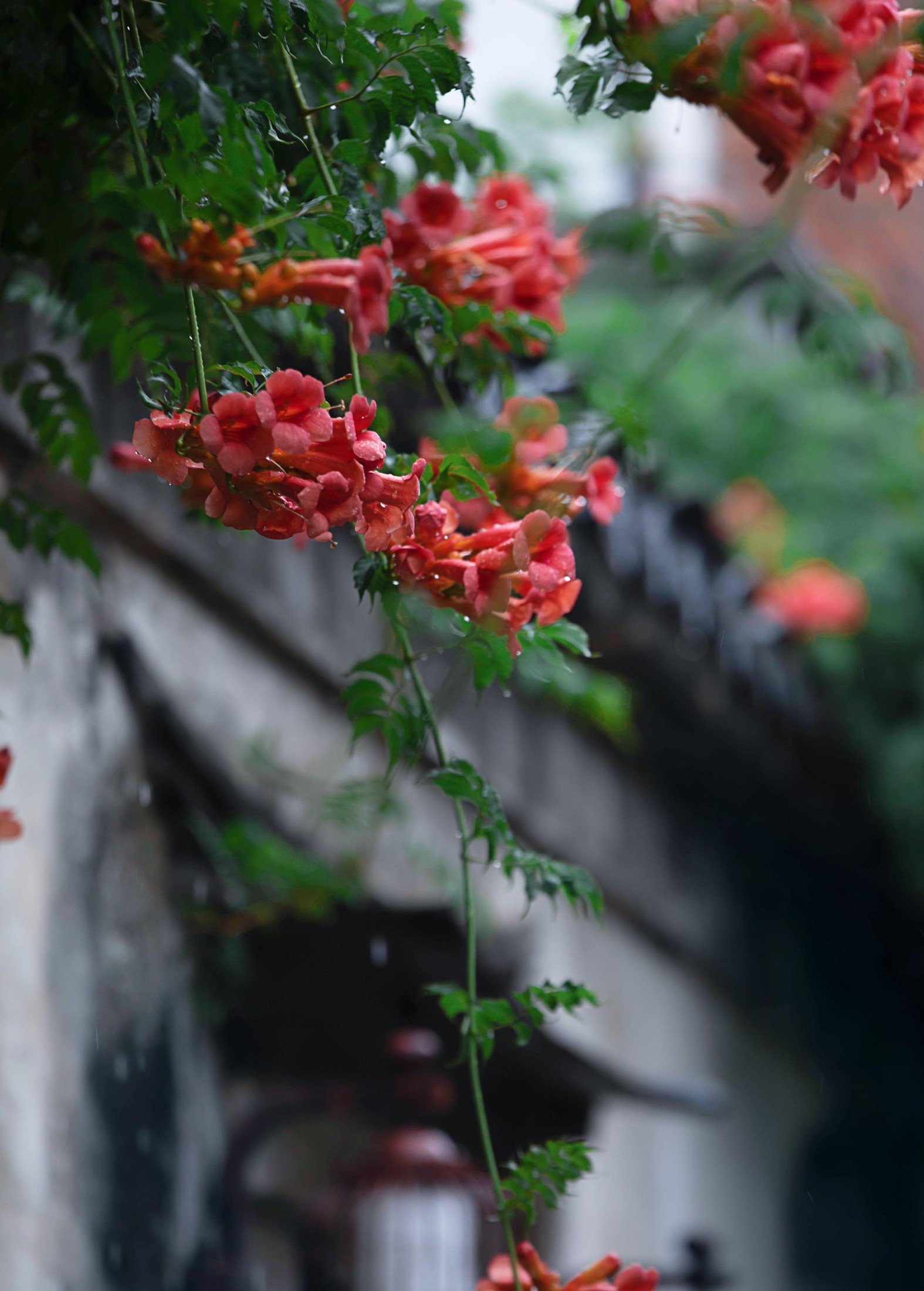 图片[2] - - 《老门东雨中的凌霄花》[19P] - 机器猫次元 - 机器猫次元