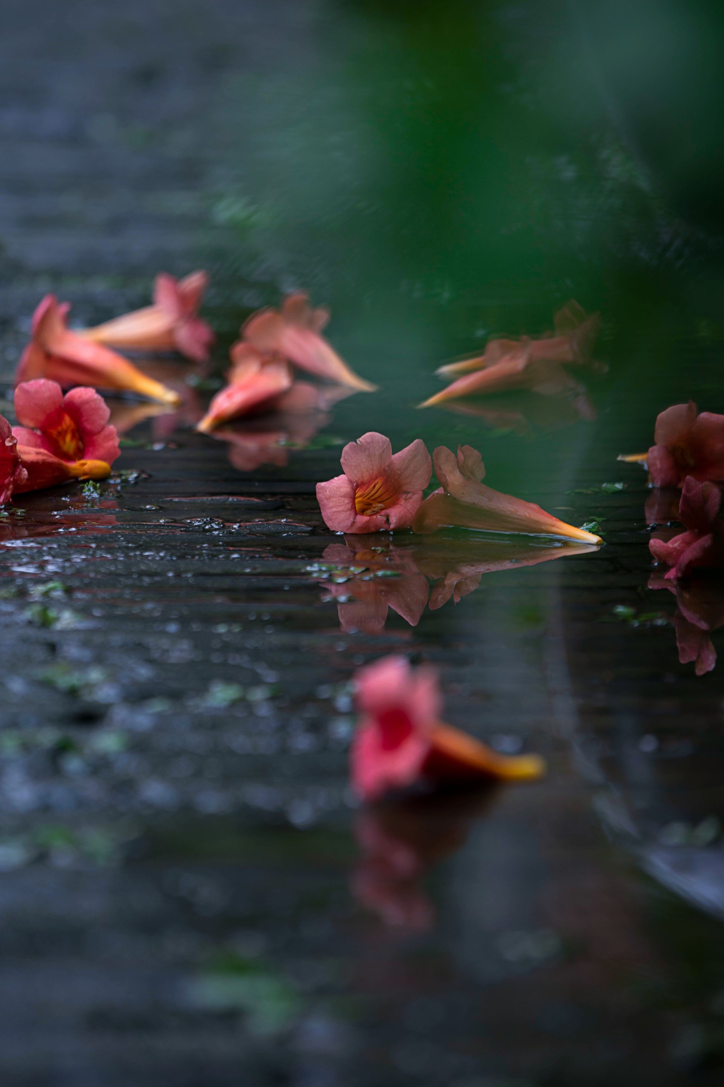 图片[5] - - 《老门东雨中的凌霄花》[19P] - 机器猫次元 - 机器猫次元