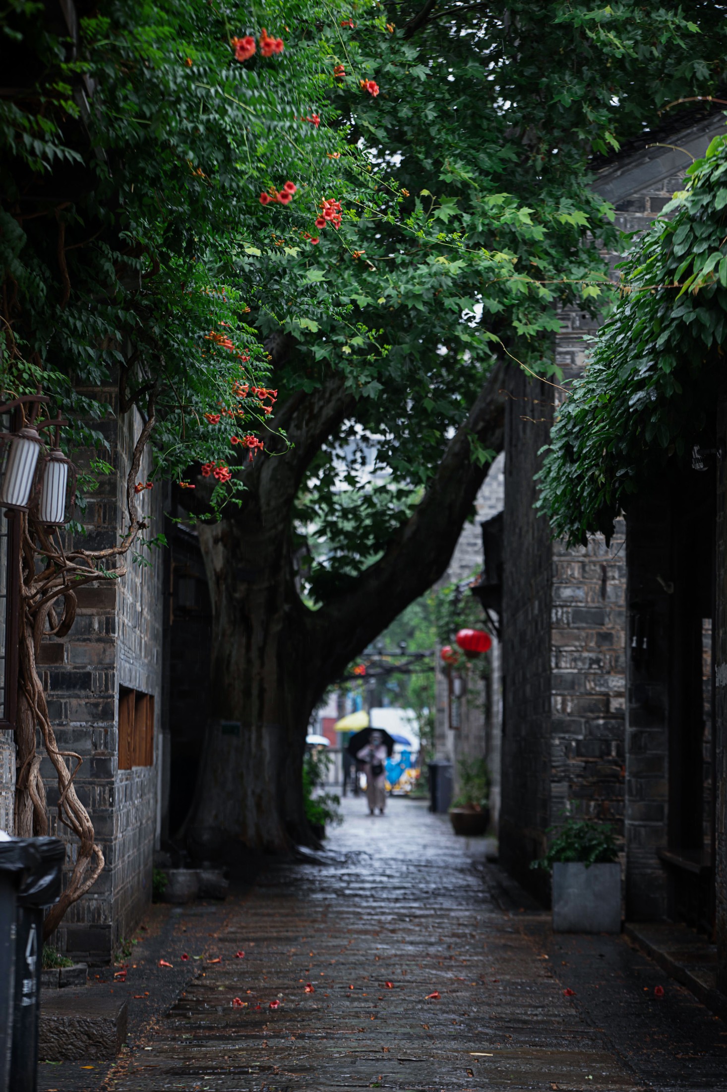 图片[4] - - 《老门东雨中的凌霄花》[19P] - 机器猫次元 - 机器猫次元
