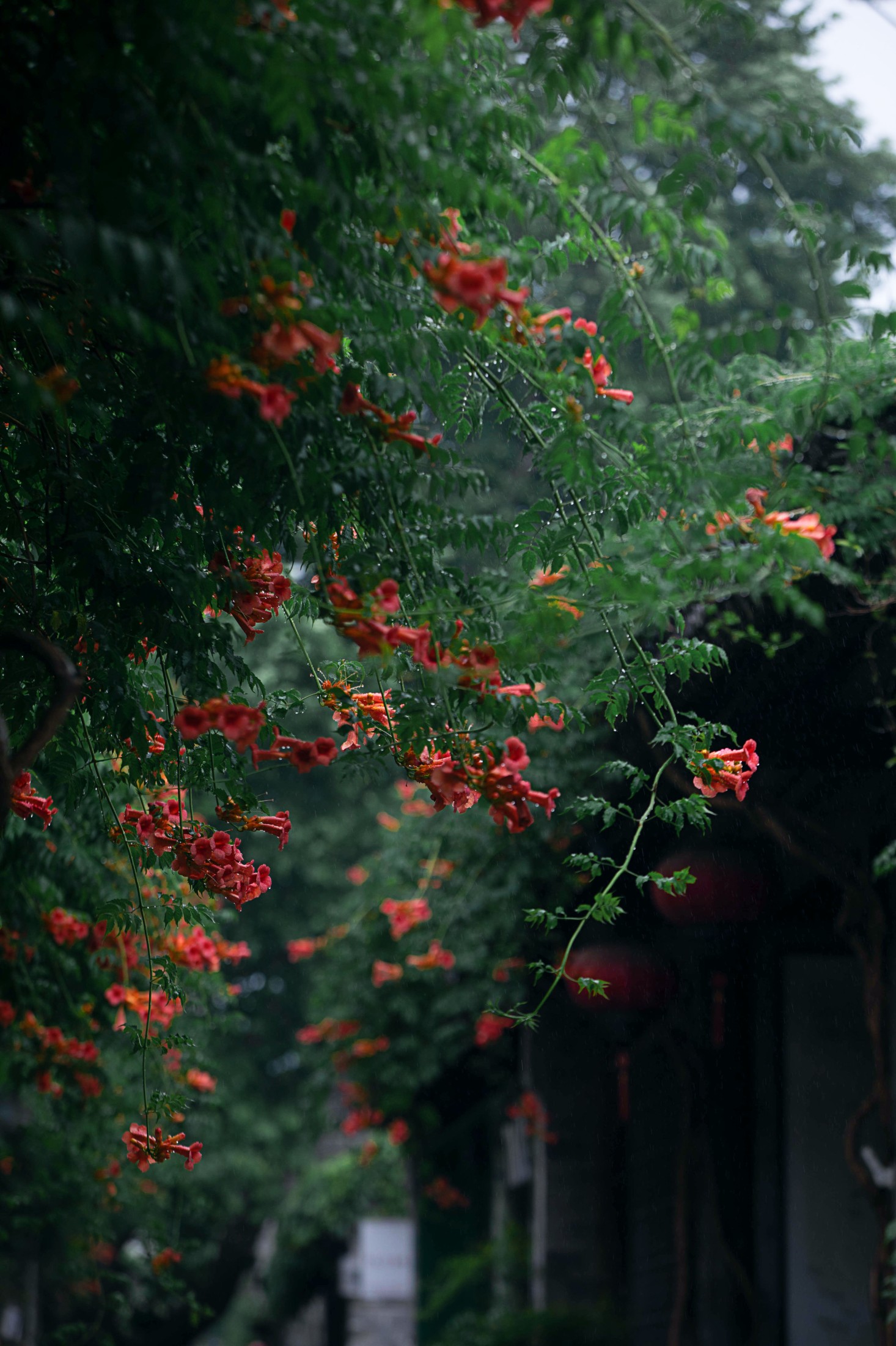 图片[1] - - 《老门东雨中的凌霄花》[19P] - 机器猫次元 - 机器猫次元