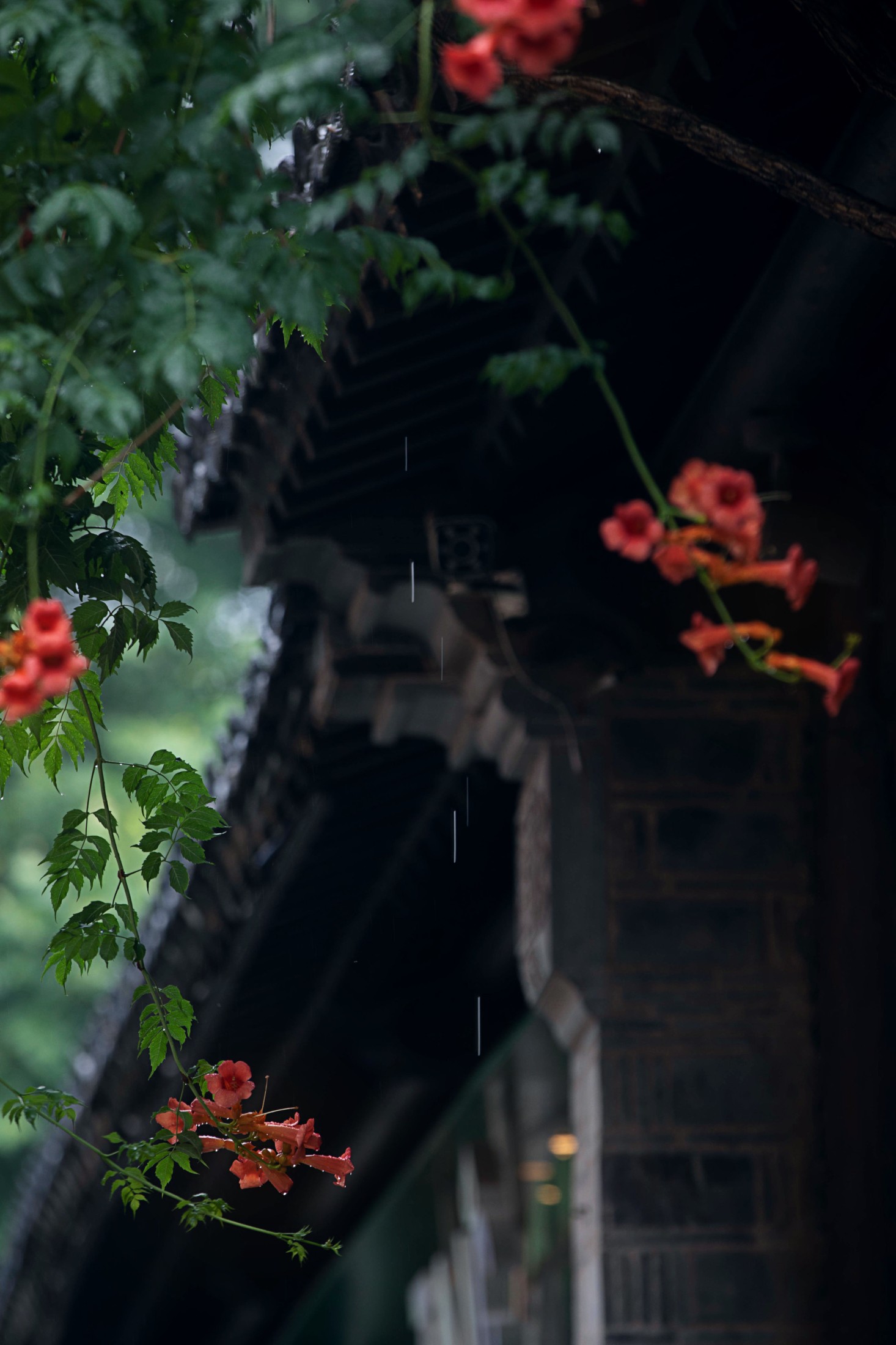 图片[3] - - 《老门东雨中的凌霄花》[19P] - 机器猫次元 - 机器猫次元