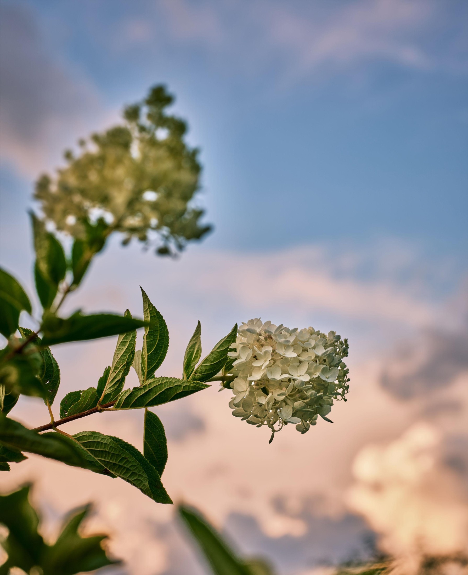 图片[2] - 炸洋芋 - 《绣球花》[13P] - 机器猫次元 - 机器猫次元