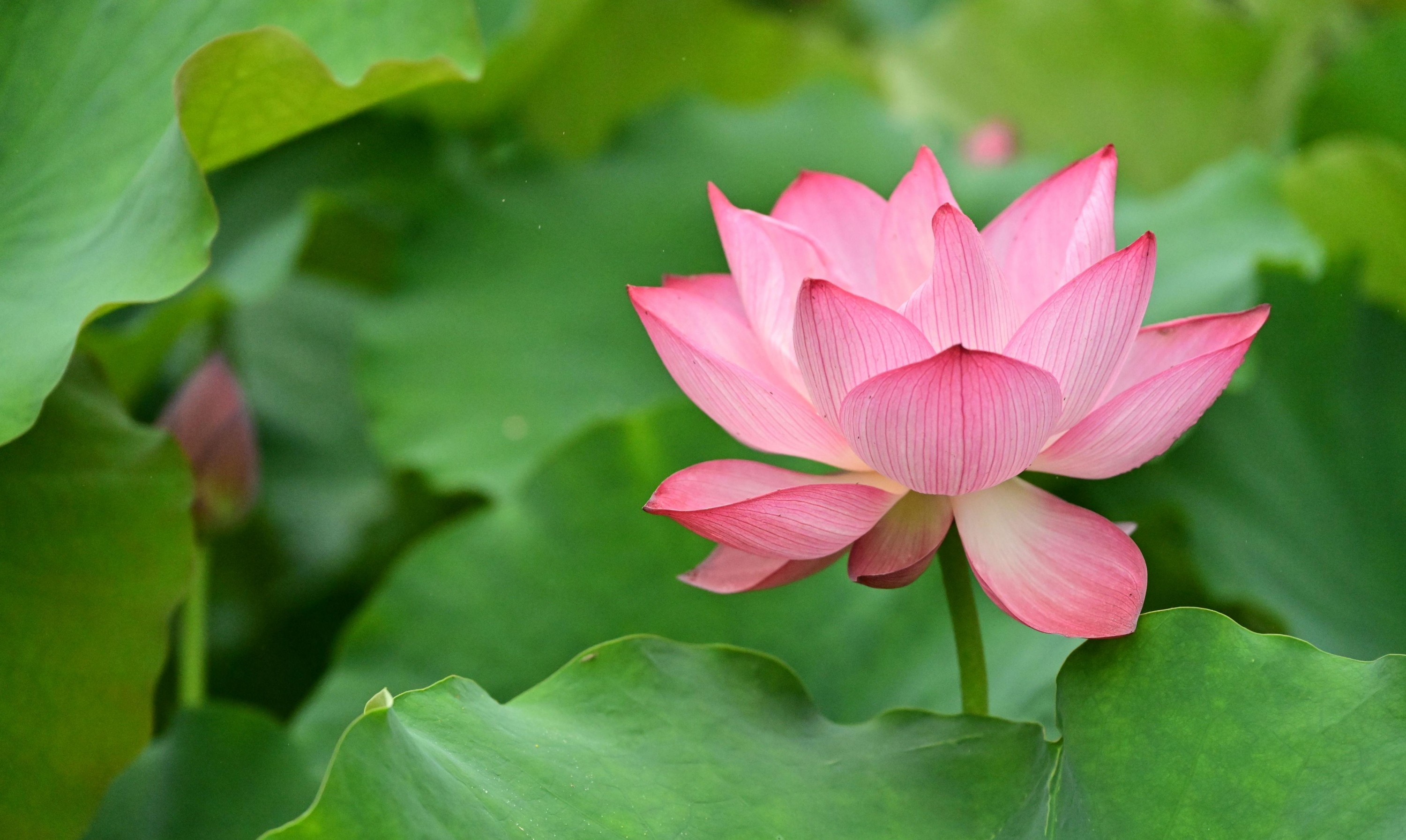 图片[2] - - 《云岭天香的鲜花》[9P] - 机器猫次元 - 机器猫次元