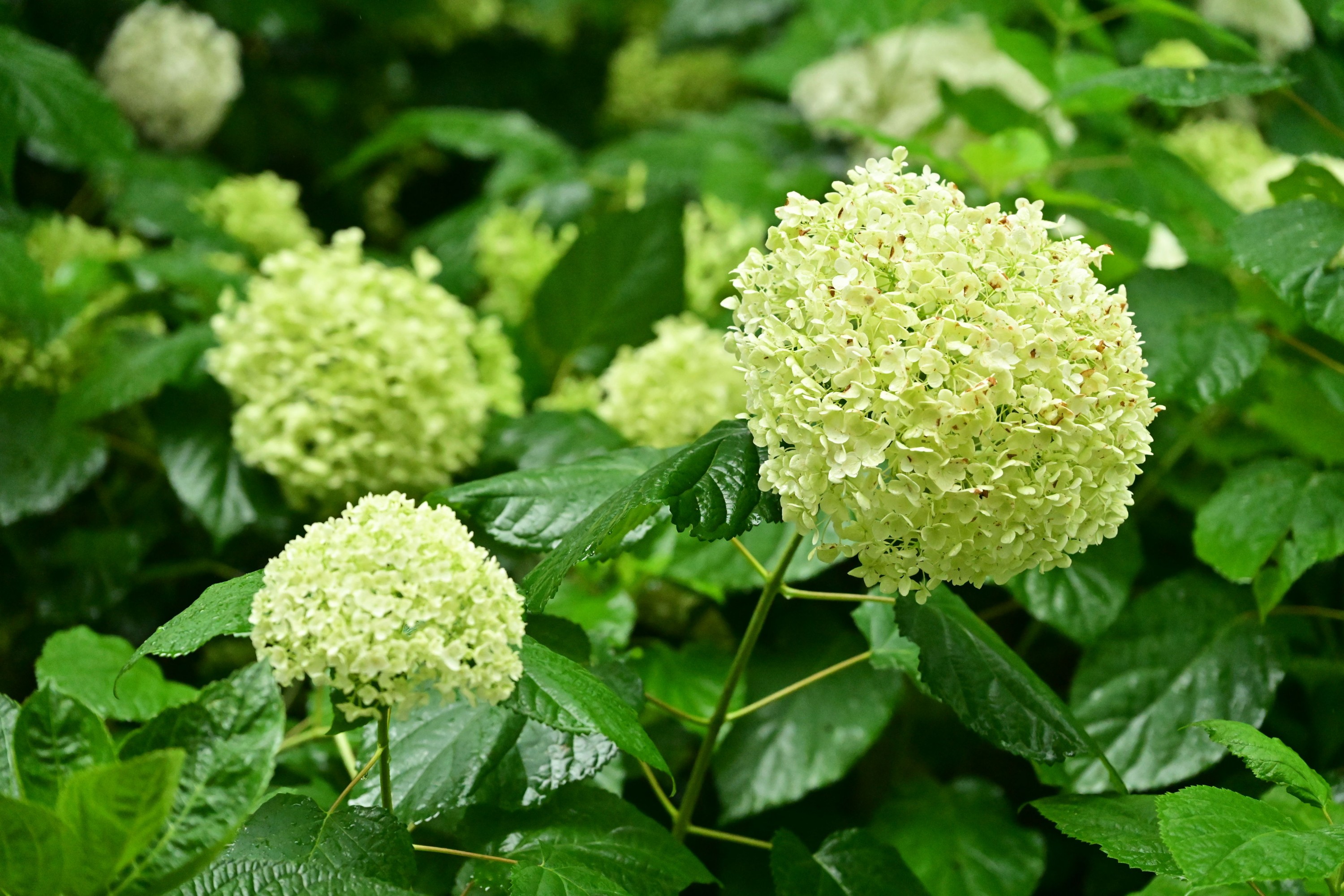 图片[3] - - 《云岭天香的鲜花》[9P] - 机器猫次元 - 机器猫次元