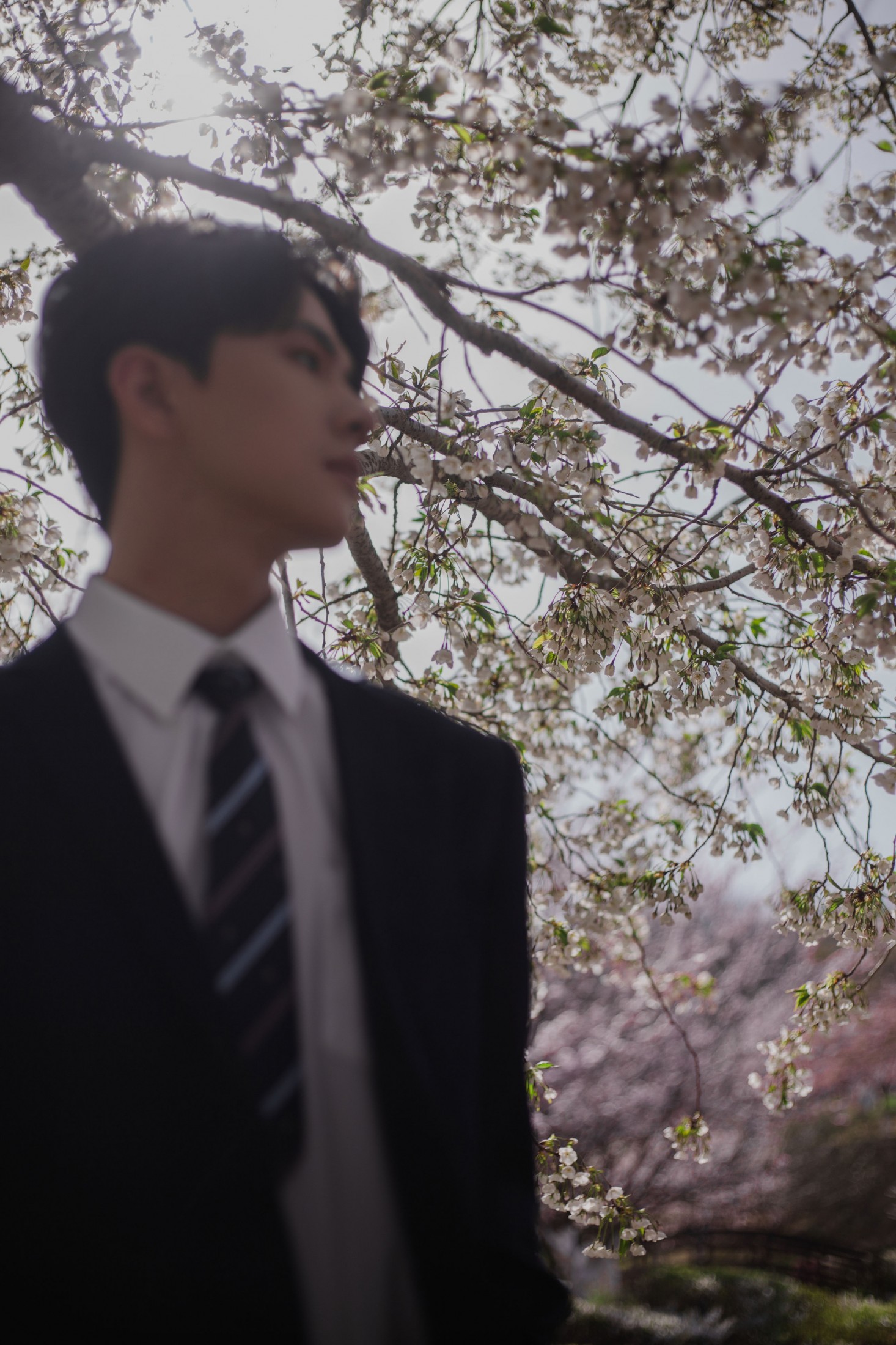 图片[7] - 言弟弟 - 《树下樱花男孩》[28P] - 机器猫次元 - 机器猫次元