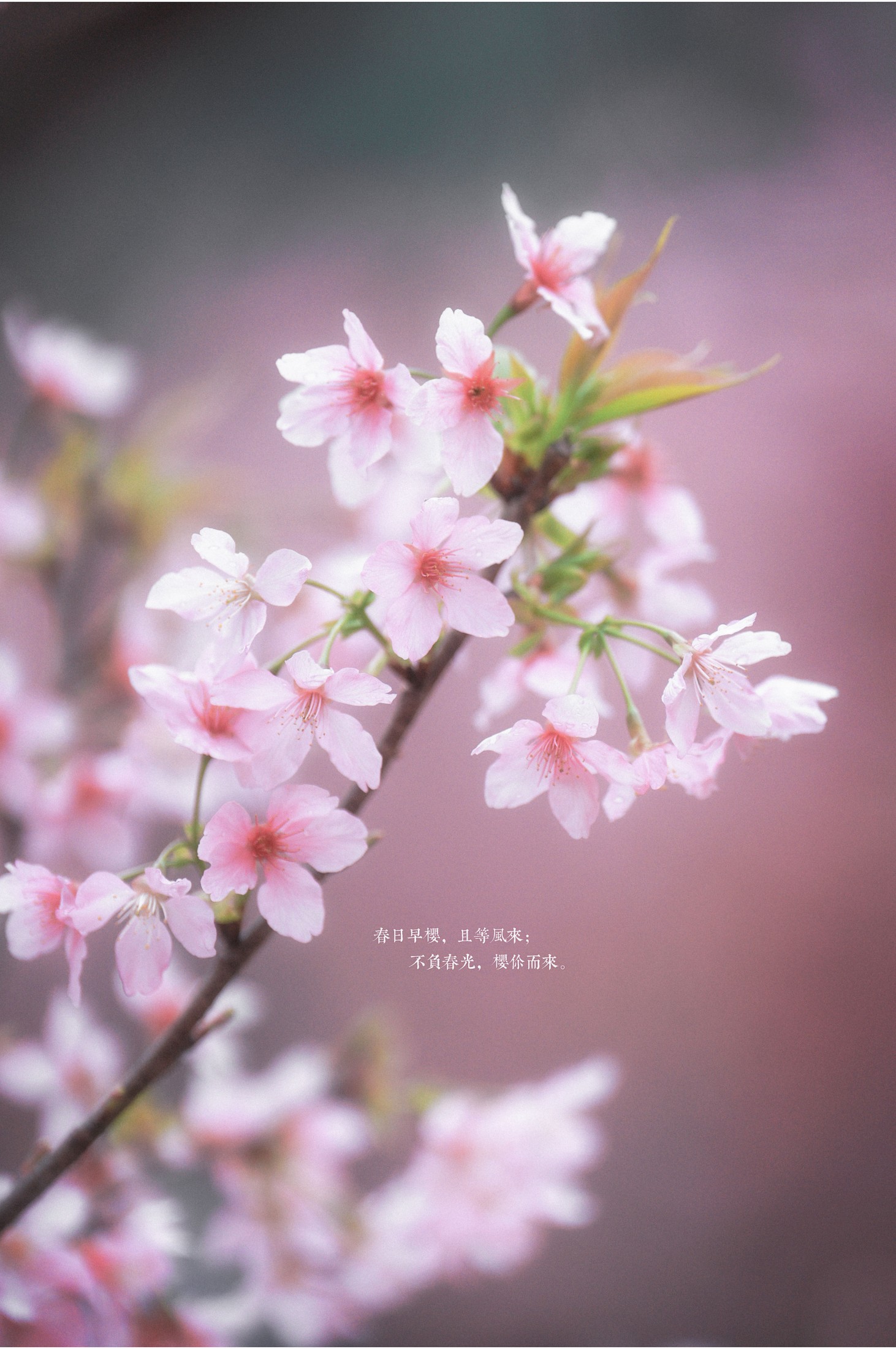 图片[1] - 阿咩咩咩 - 《古风人像拍摄-樱花-陌上花开》[16P] - 机器猫次元 - 机器猫次元