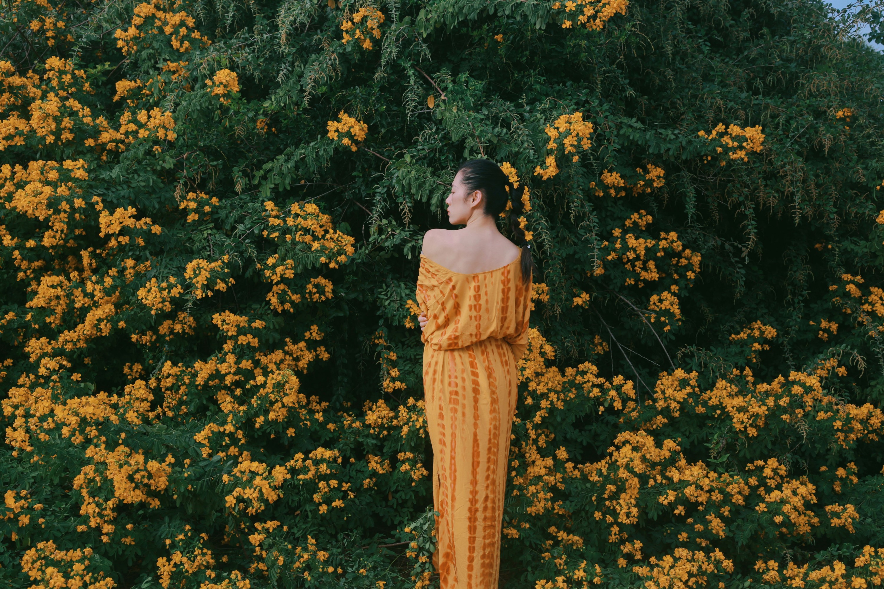 图片[3] - 《满树黄花》[21P] - 机器猫次元 - 机器猫次元