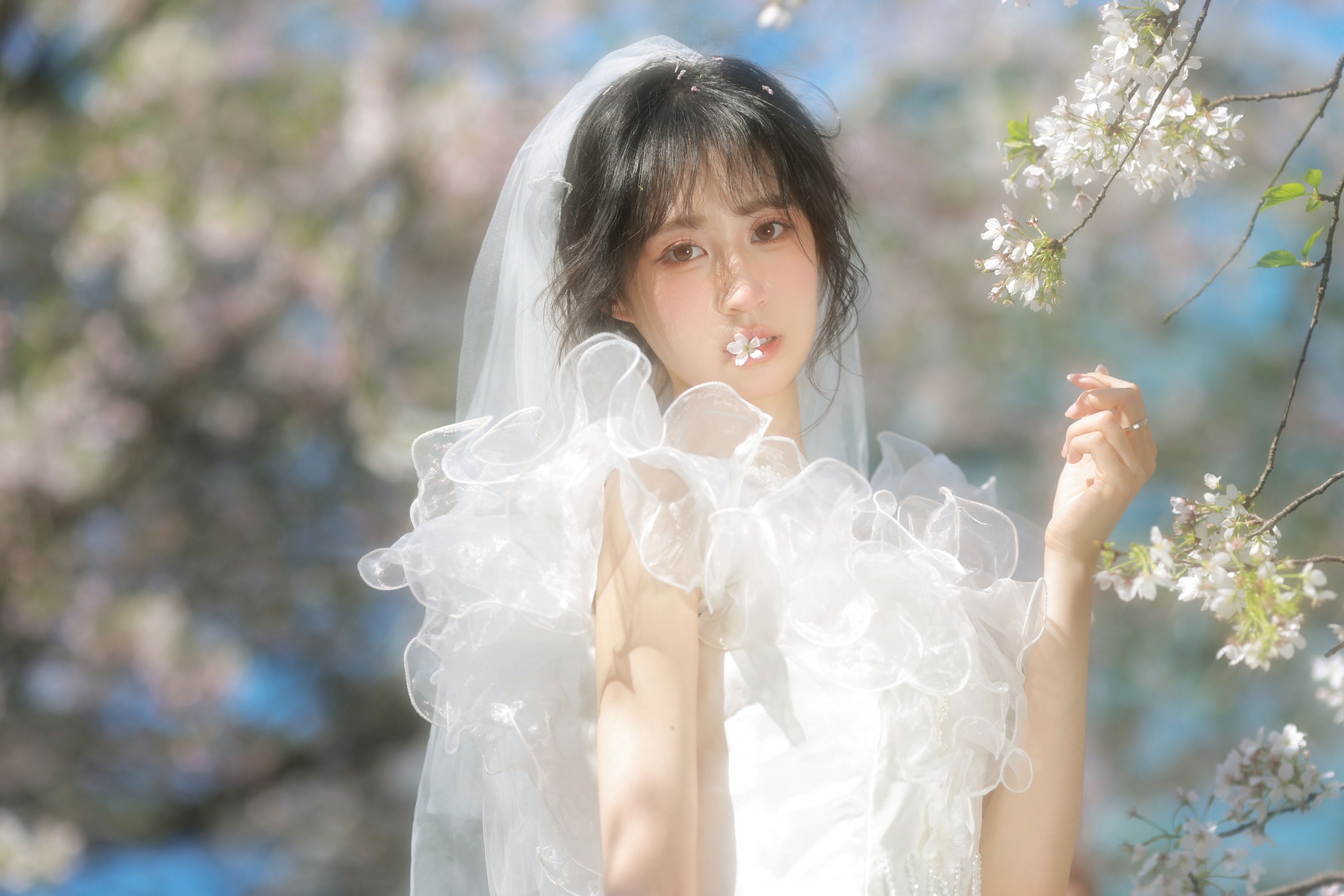 图片[1] - 小庞 - 《白樱恋歌》[16P] - 机器猫次元 - 机器猫次元