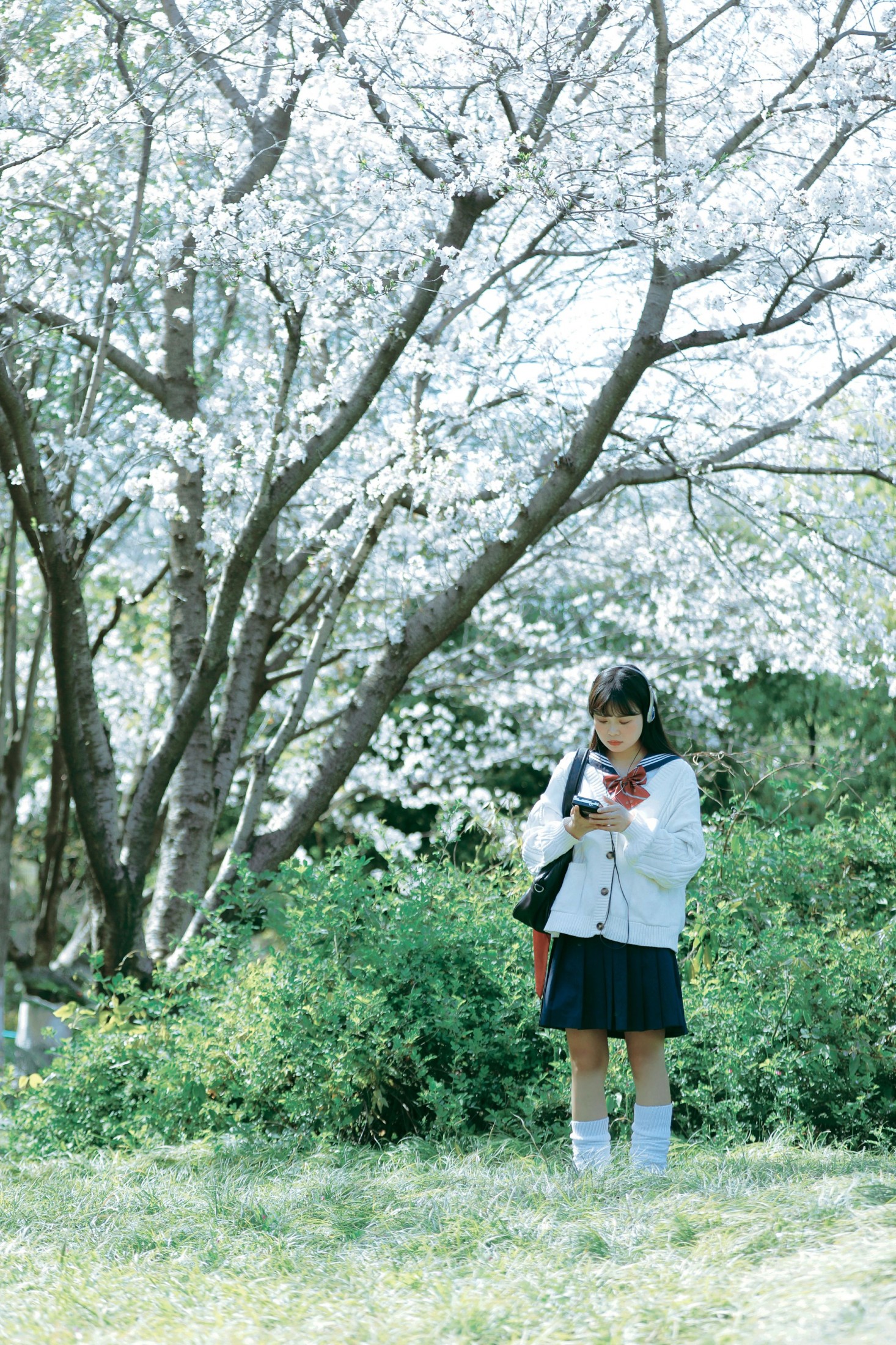 图片[1] - 萌三碎 - 《白樱少女》[12P] - 机器猫次元 - 机器猫次元