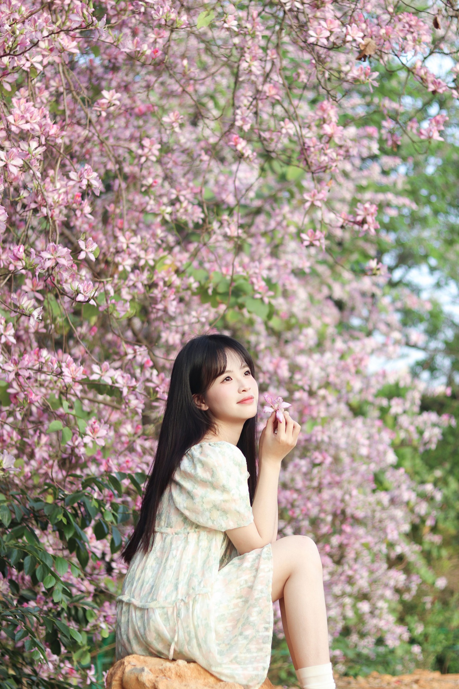 图片[3] - 《紫荆花满城》[21P] - 机器猫次元 - 机器猫次元