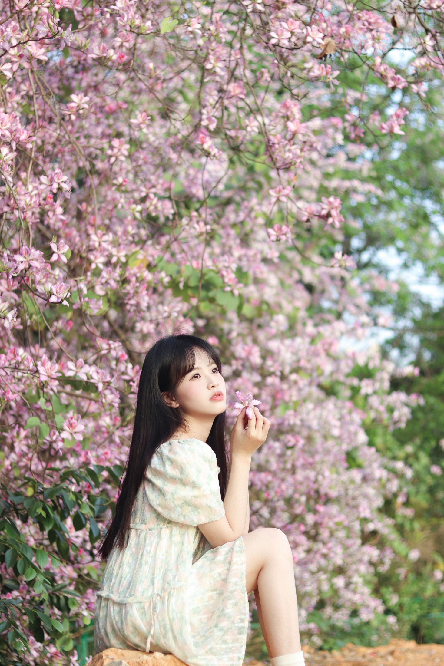 图片[4] - 《紫荆花满城》[21P] - 机器猫次元 - 机器猫次元