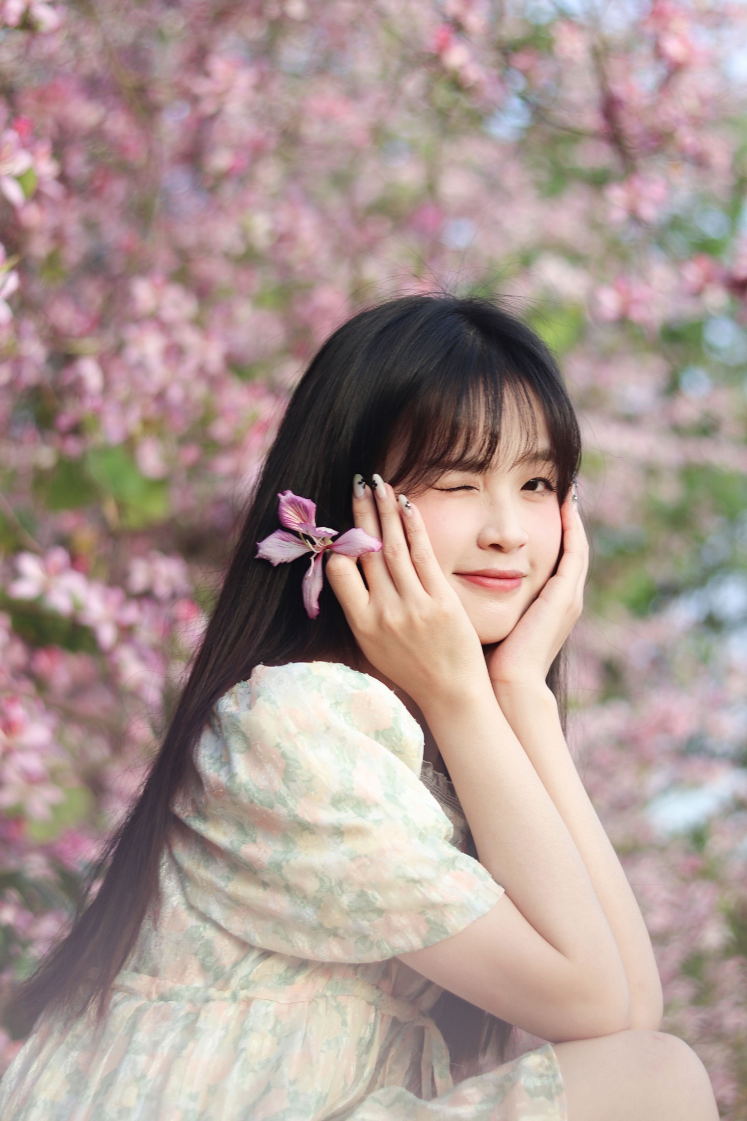 图片[1] - 《紫荆花满城》[21P] - 机器猫次元 - 机器猫次元