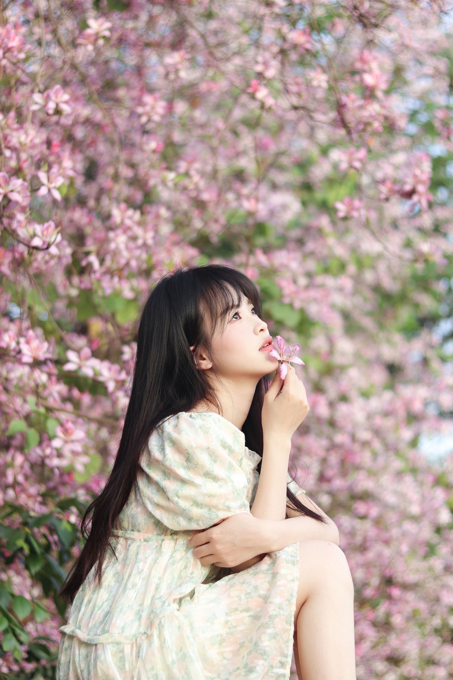 图片[2] - 《紫荆花满城》[21P] - 机器猫次元 - 机器猫次元