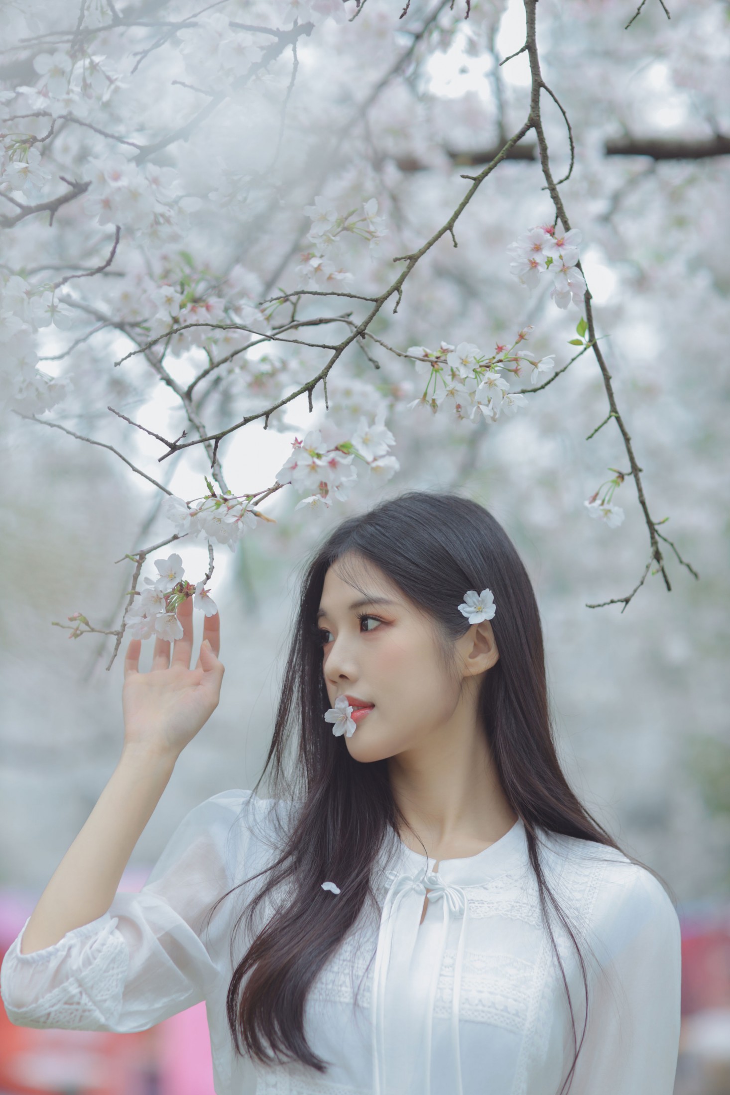 图片[2] - 西西 - 《白色樱花》[28P] - 机器猫次元 - 机器猫次元