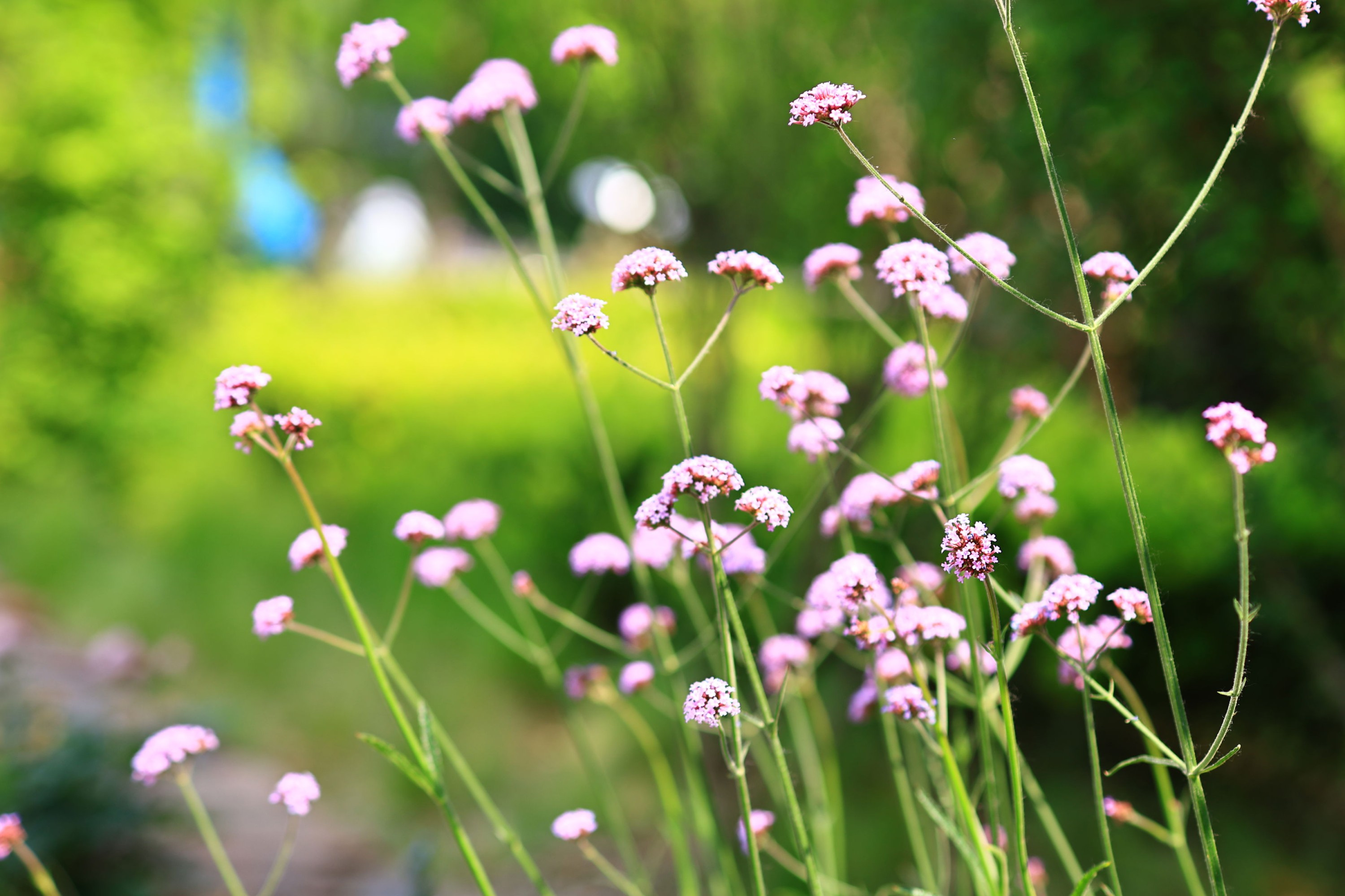 图片[7] - 《花开》[13P] - 机器猫次元 - 机器猫次元